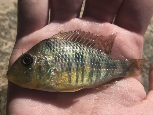 Southern eartheater (Gymnogeophagus australis) — Cichlidae — 5
