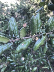 Quercus agrifolia oxyadenia