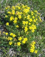 Potentilla biflora