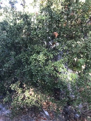 Quercus agrifolia oxyadenia