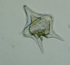 Protoperidinium