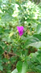Hypoestes purpurea