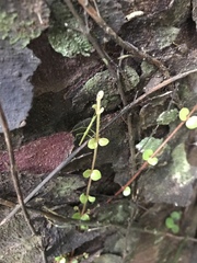Phasmatinae
