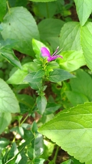 Hypoestes purpurea