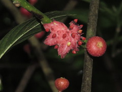 Siparunaceae