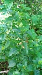 Hypoestes purpurea