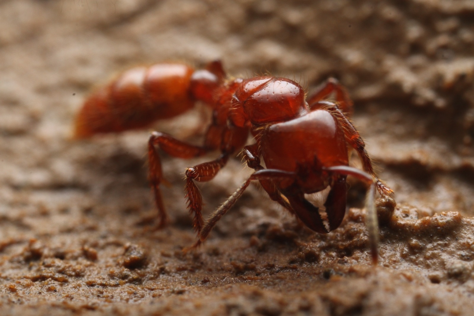 Centromyrmex gigas