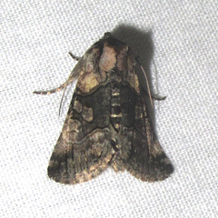 Abrostola microvalis