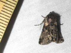 Abrostola microvalis