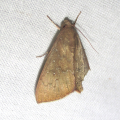 Anomis illita