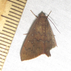Anomis illita