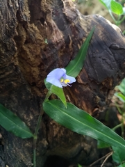 Commelina auriculata