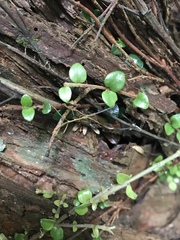 Phasmatinae