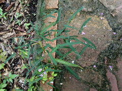 Desmodium psilophyllum