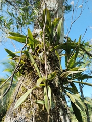 Ionopsis utricularioides image