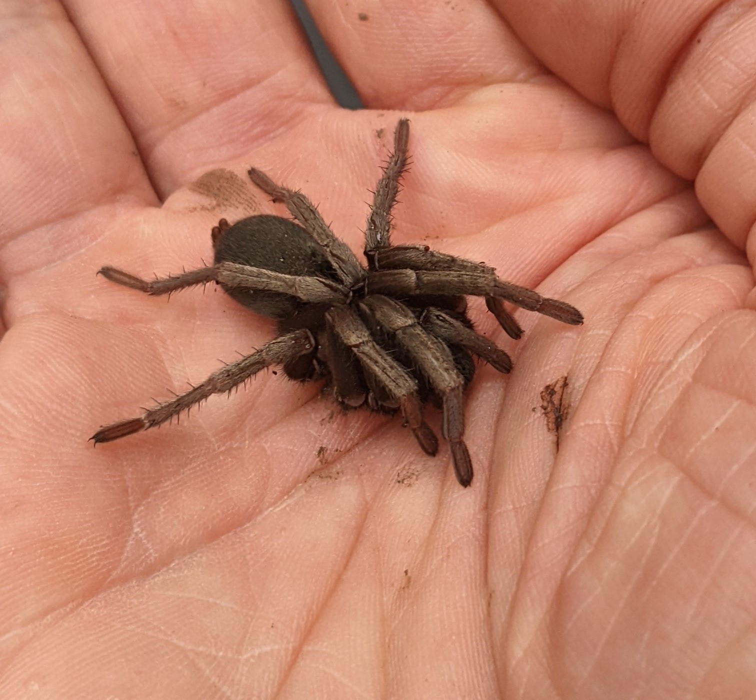 Calisoga longitarsis (Simon, 1891)