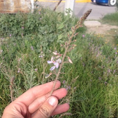 Desmodium hartwegianum