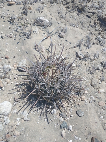 Image of Ferocactus chrysacanthus by (c) Juan Cruzado Cortés, some rights reserved (CC BY-SA)