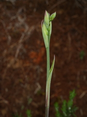 Thelymitra aemula