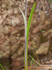 Thelymitra aemula
