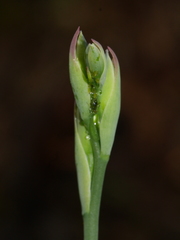Thelymitra aemula