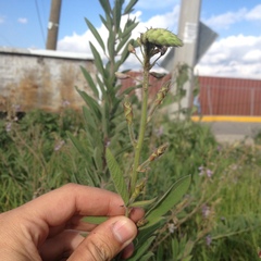 Desmodium hartwegianum