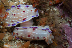 Hypselodoris capensis