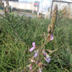 Desmodium hartwegianum