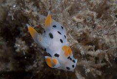 Thecacera pennigera