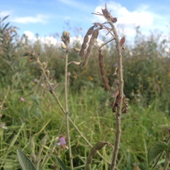 Desmodium hartwegianum