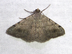 Digrammia pallidata