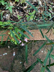 Desmodium psilophyllum