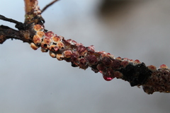 Eriococcus coriaceus