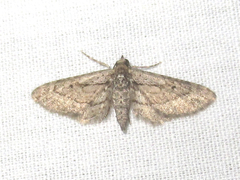 Eupithecia longidens
