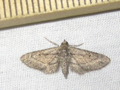 Eupithecia longidens