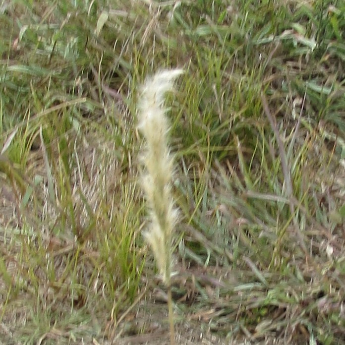 Silver Bluestem Plants Of Oliver Nature Park · Inaturalist