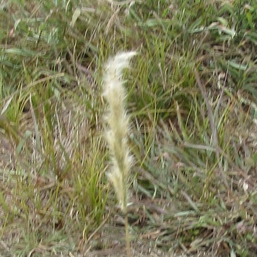 My Image 24