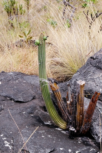 Pilosocereus machrisii