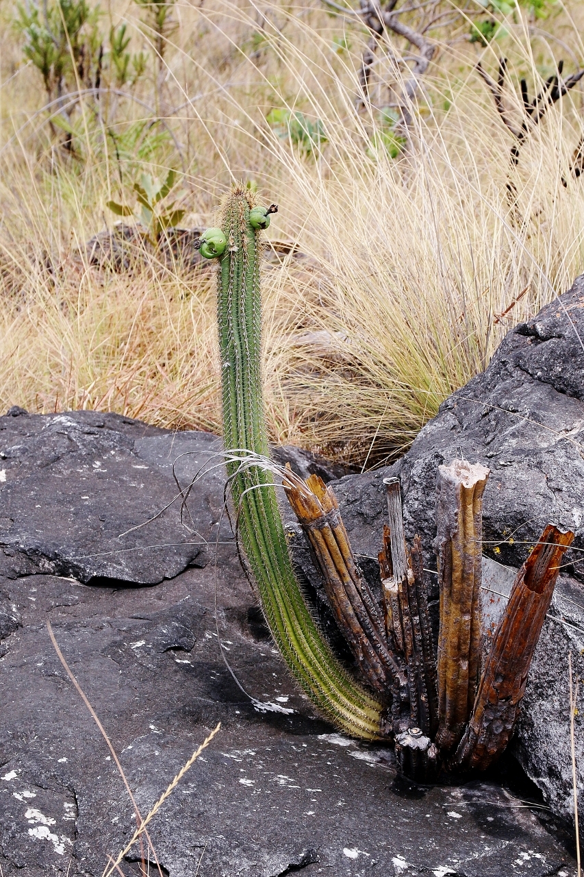 Pilosocereus machrisii