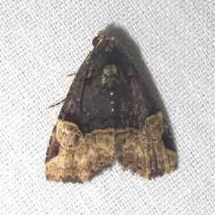 Ozarba catilina