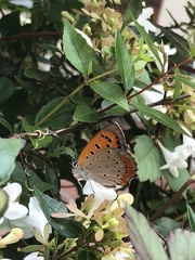 Lycaena phlaeas daimio