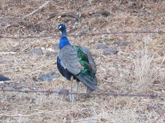 Pavo cristatus