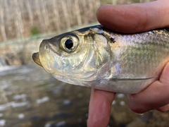 Alewife photo 1