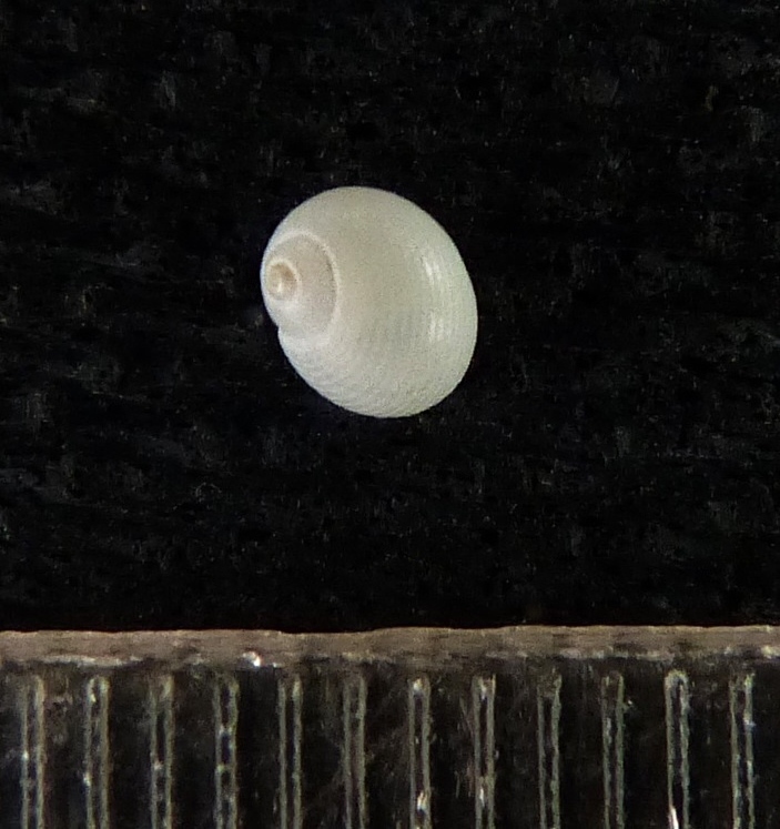 Eunaticina heimi