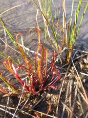 Drosera linearis