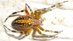 Neoscona oaxacensis