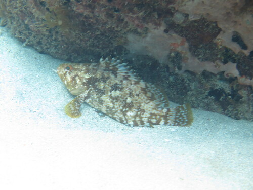 Cherna (Alphestes afer) — Serranidae — 4