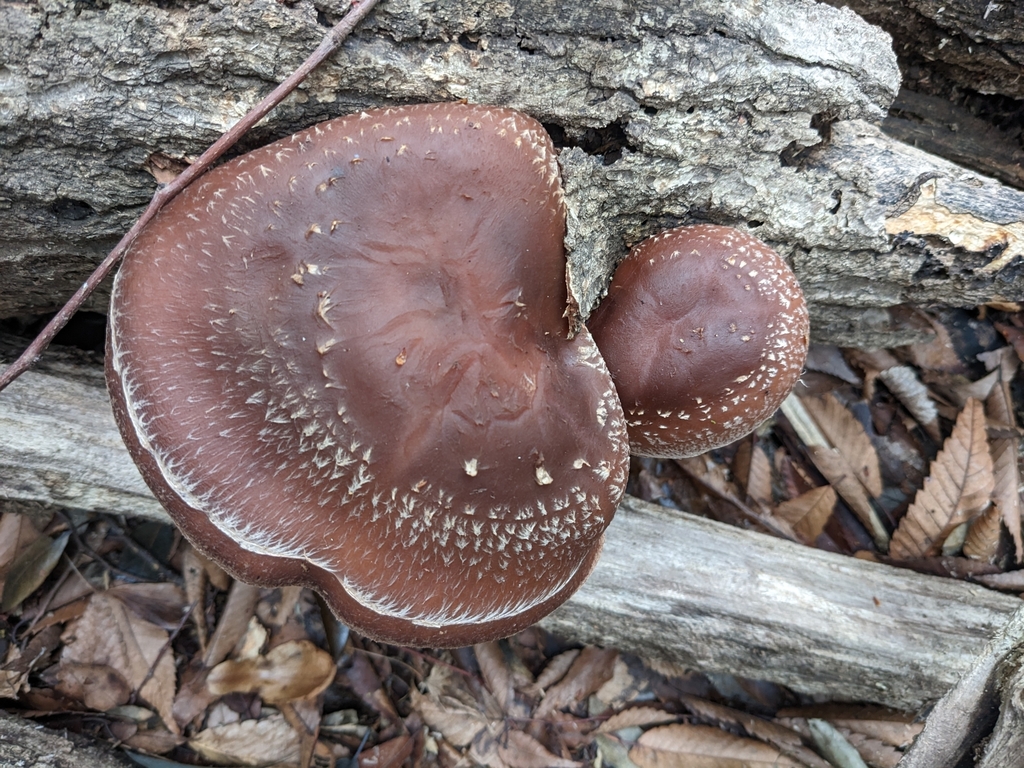 Lentinula edodes · March 2023 · photo: © munenori_yamakawa (iNaturalist, cc-by)