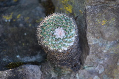 Mammillaria scrippsiana