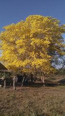 Handroanthus